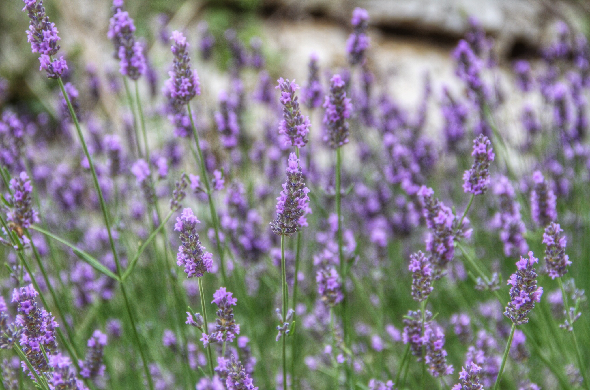 Lavender facts - what to know about lavender