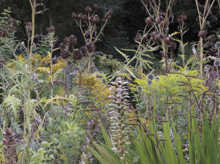 cottage-garden-seedheads