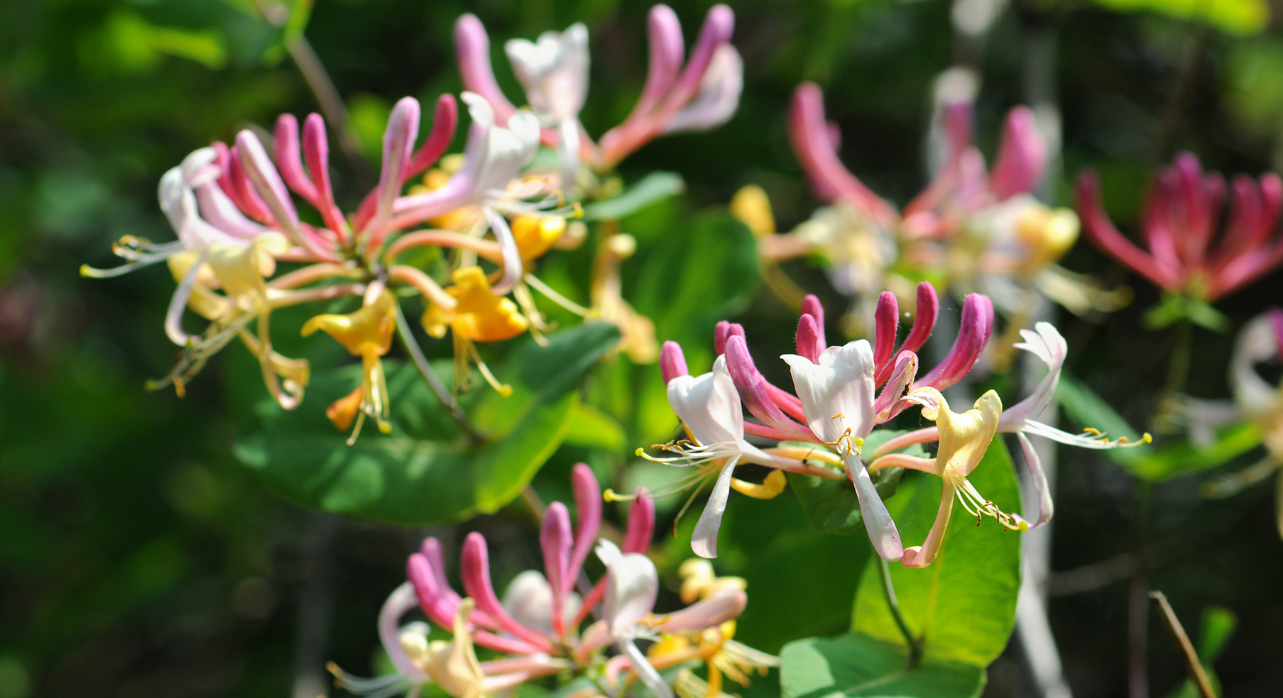 8 of the most fragrant flowers for your garden