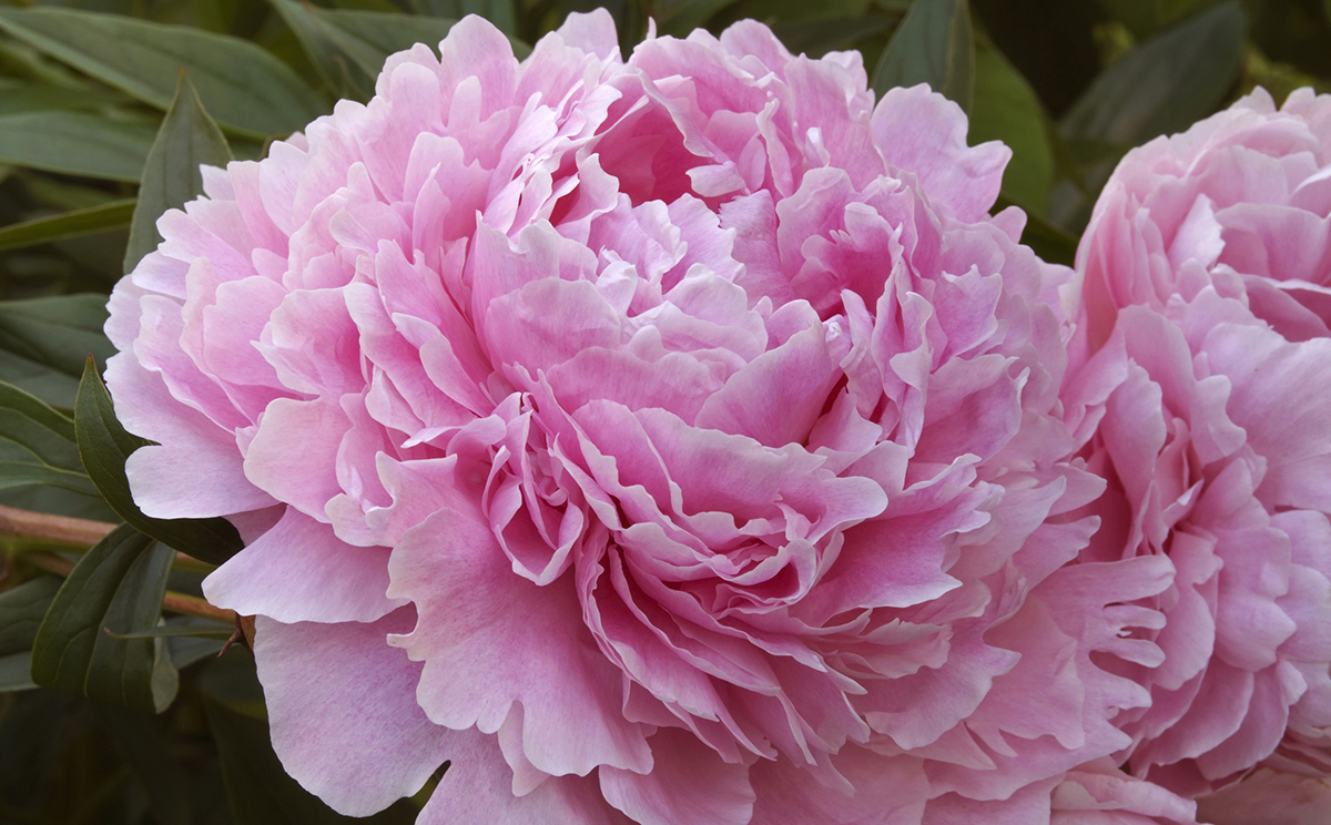 12 Facts About Peonies History Of The Peony Flower
