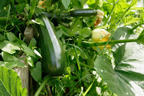 courgettes - nice ripe Zucchinis growing over garden fence