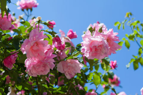 Pink rose flowers in a garden