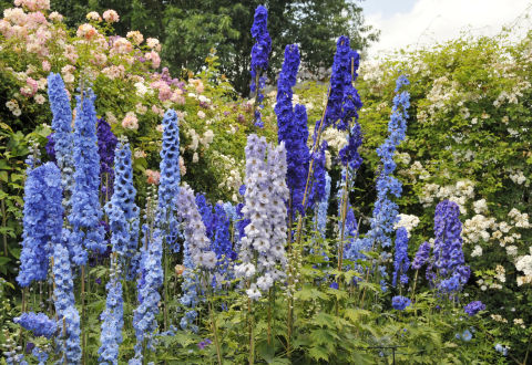 delphiniums in a garden