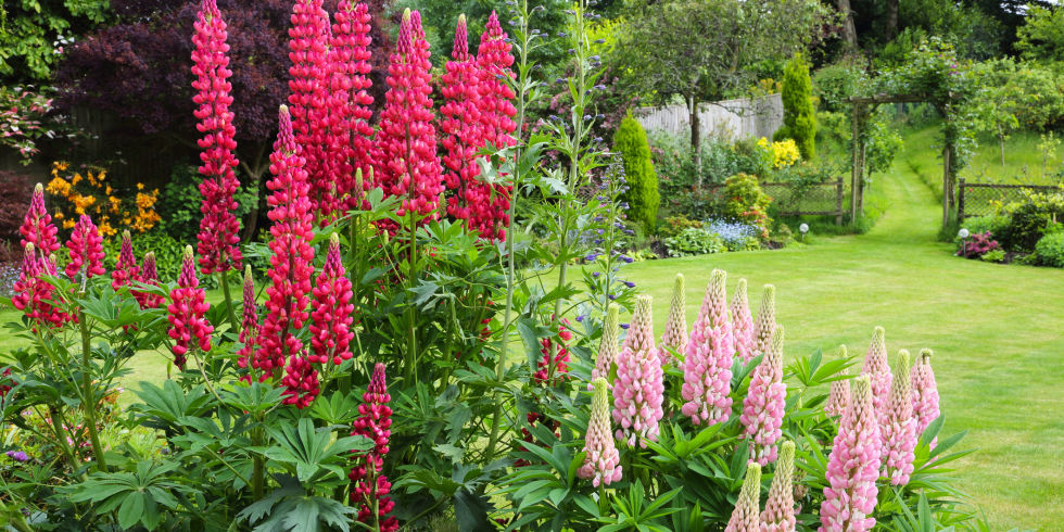 Garden Flowers modren english garden flowers pink daisy bellis seeds of perennial Garden Flowers modren english garden flowers pink daisy bellis seeds of perennial