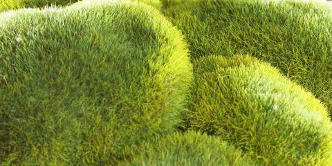Fake moss