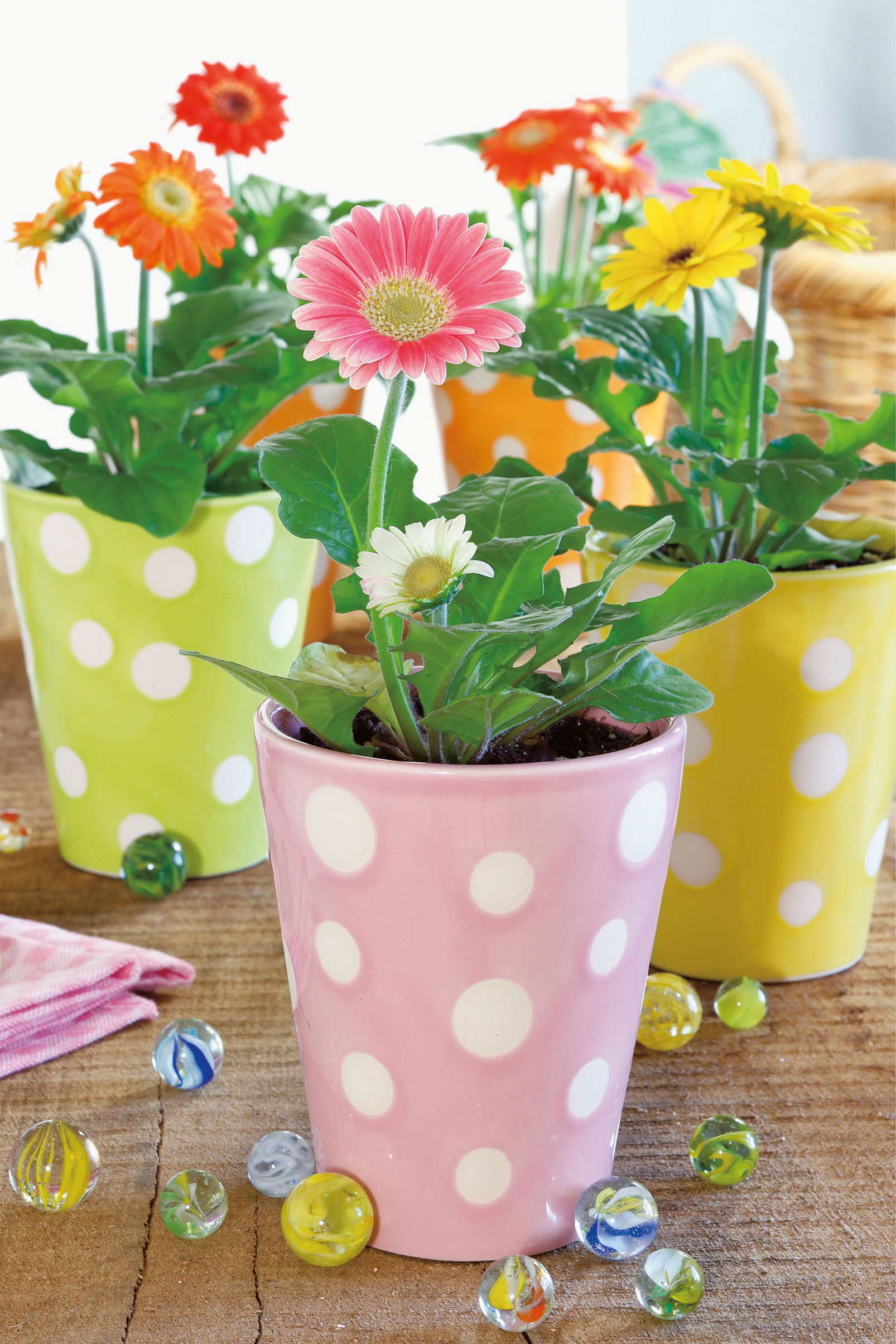 12 of the best plants for kids' bedrooms houseplants for children's