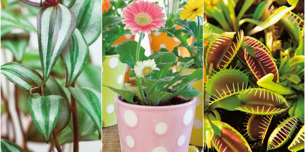 12 of the best plants for kids' bedrooms