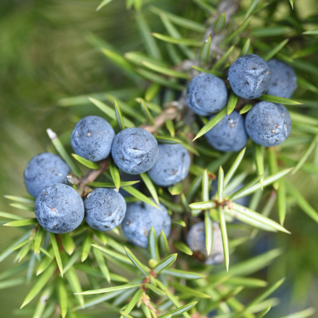 How To Grow Your Own Gin At Home - Juniper Berries