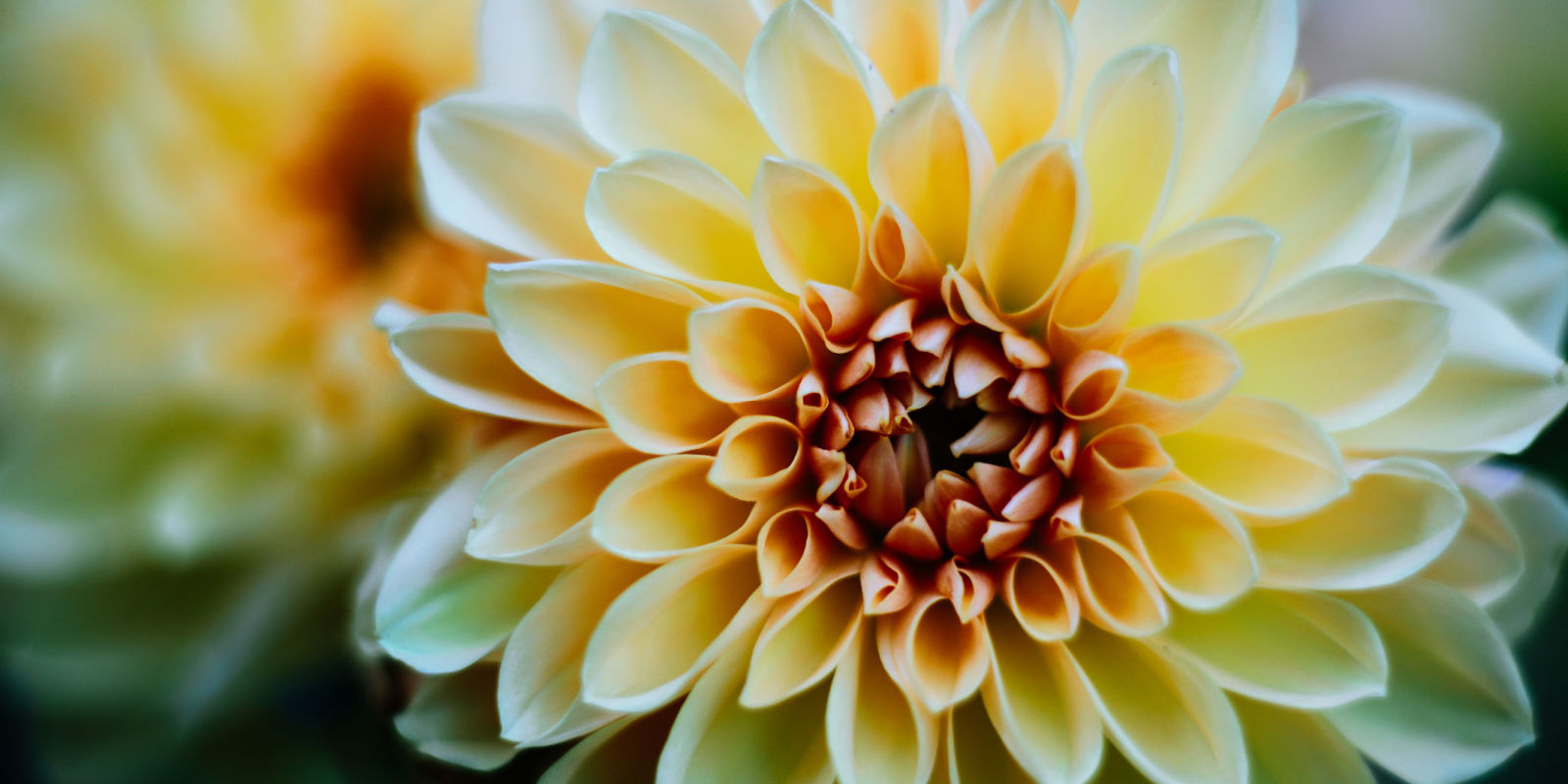 The Best LateSummer Flowers For Your Garden Plants In August