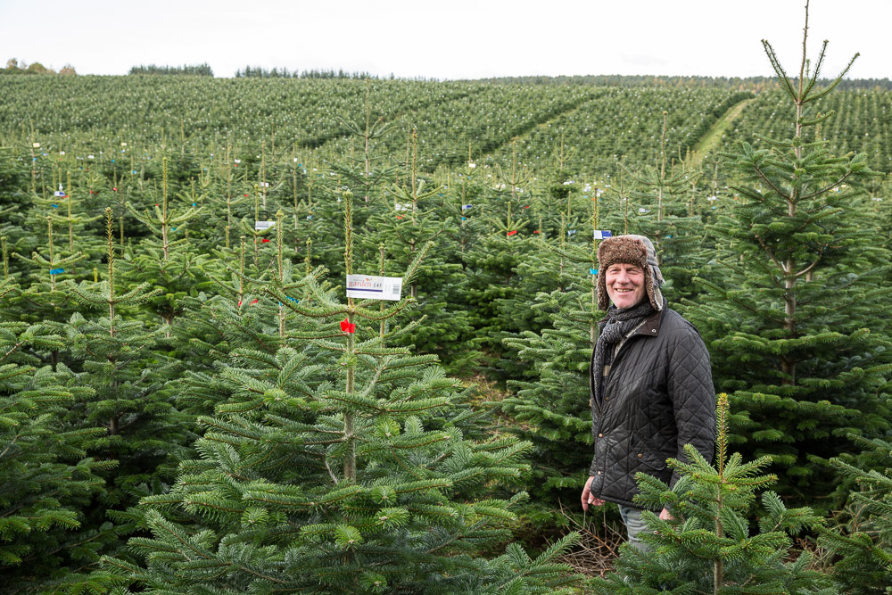 waitrose selling giant 9ft christmas trees in time for waitrose selling giant 9ft christmas trees in time for