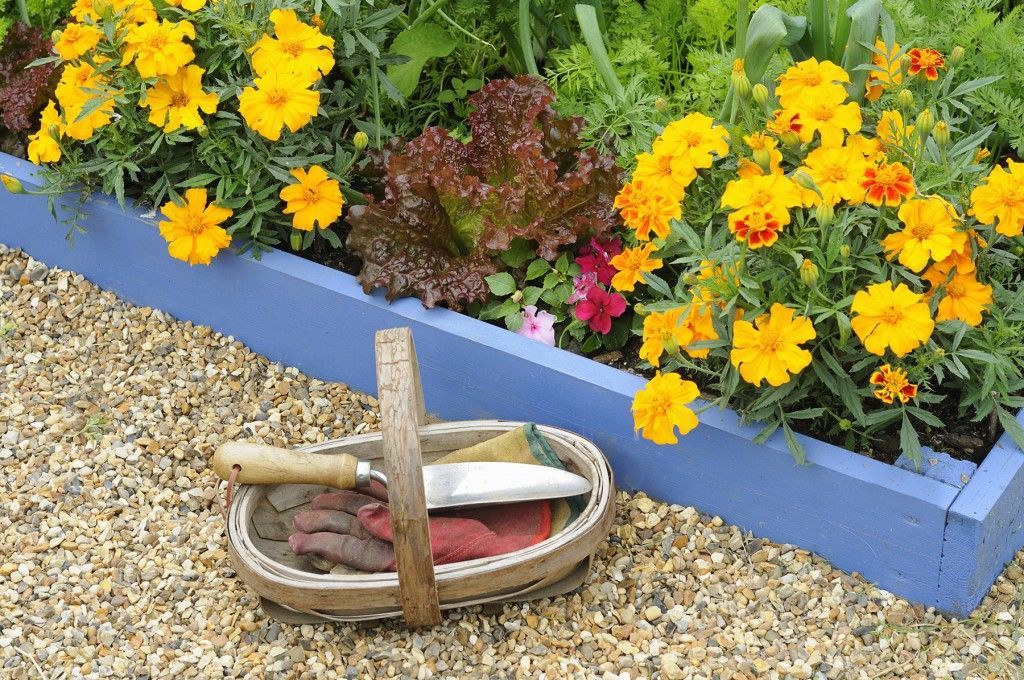 kitchen-garden-companion-planting