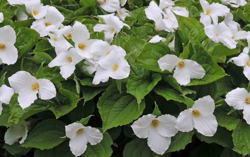 tropical-plants-trillium-grandiflorum