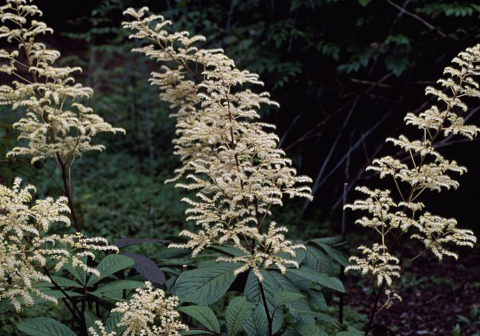 tropical-plants-rodgersia-pinnata