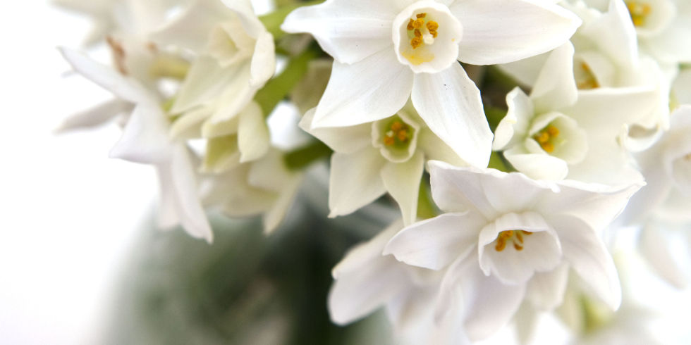 White narcissi - indoor daffodil