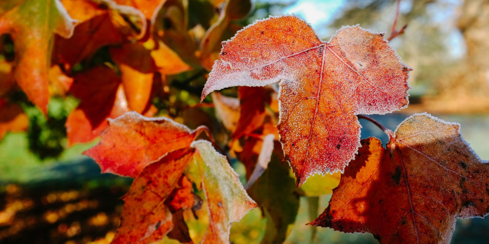 Frosty leaves in the garden in autumn