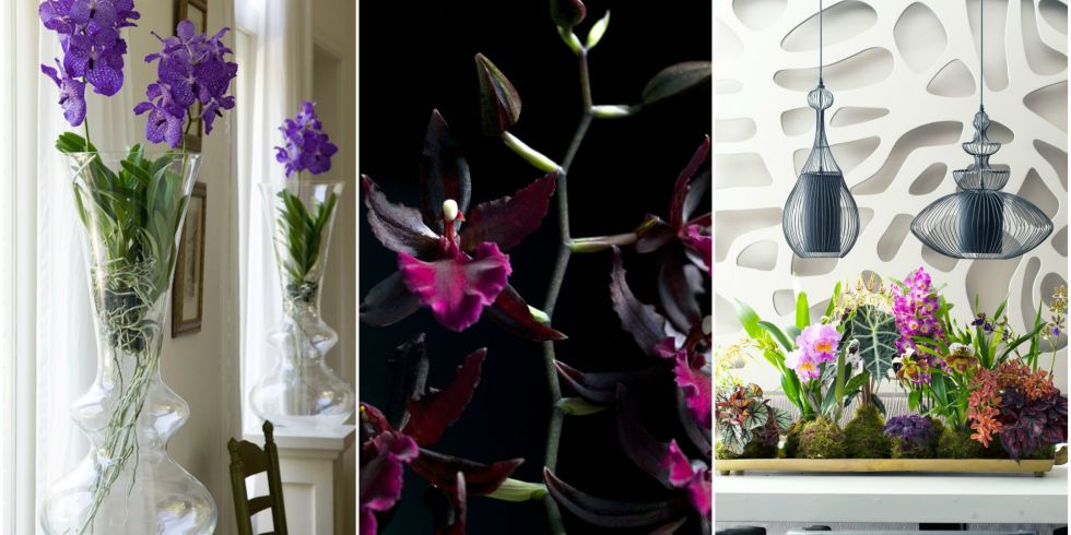 Orchids - trends for winter gallery