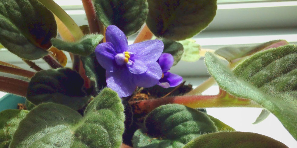 African Violets Blooming In Potted Plant On Window Sill